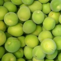 新鮮烏梅廠家批發(fā) 大量現(xiàn)貨 一年一季 自然生長 酸度適中